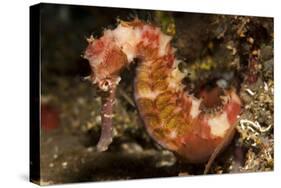 Thorny Seahorse, Side View, Red and Pink with Yellow Markings, Bali-null-Stretched Canvas