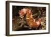 Thorny Seahorse, Side View, Red and Pink with Yellow Markings, Bali-null-Framed Photographic Print