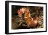 Thorny Seahorse, Side View, Red and Pink with Yellow Markings, Bali-null-Framed Photographic Print