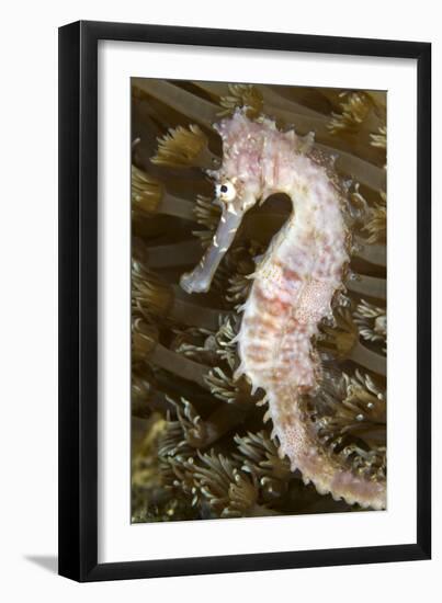Thorny Seahorse-null-Framed Premium Photographic Print