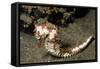 Thorny Seahorse-Hal Beral-Framed Stretched Canvas