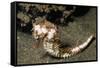 Thorny Seahorse-Hal Beral-Framed Stretched Canvas