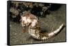 Thorny Seahorse-Hal Beral-Framed Stretched Canvas