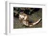 Thorny Seahorse-Hal Beral-Framed Premium Photographic Print