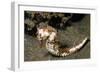 Thorny Seahorse-Hal Beral-Framed Photographic Print