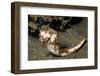 Thorny Seahorse-Hal Beral-Framed Photographic Print