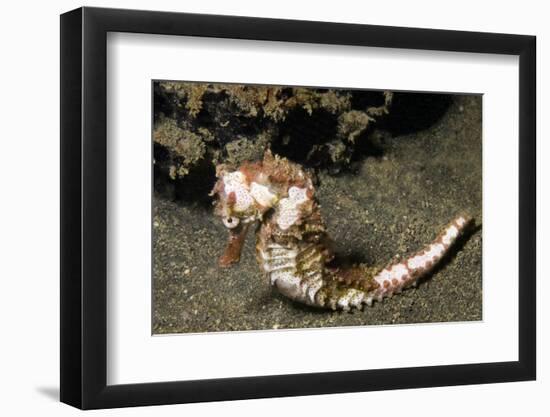 Thorny Seahorse-Hal Beral-Framed Photographic Print