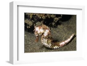 Thorny Seahorse-Hal Beral-Framed Photographic Print