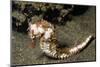Thorny Seahorse-Hal Beral-Mounted Photographic Print