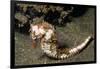 Thorny Seahorse-Hal Beral-Framed Photographic Print