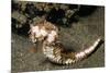 Thorny Seahorse-Hal Beral-Mounted Photographic Print