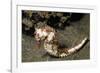 Thorny Seahorse-Hal Beral-Framed Photographic Print