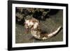 Thorny Seahorse-Hal Beral-Framed Photographic Print