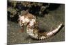 Thorny Seahorse-Hal Beral-Mounted Photographic Print