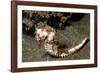 Thorny Seahorse-Hal Beral-Framed Photographic Print