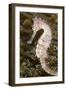 Thorny Seahorse-null-Framed Photographic Print