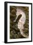 Thorny Seahorse-null-Framed Photographic Print