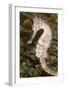 Thorny Seahorse-null-Framed Photographic Print