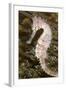 Thorny Seahorse-null-Framed Photographic Print