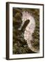 Thorny Seahorse-null-Framed Photographic Print