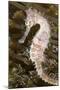 Thorny Seahorse-null-Mounted Photographic Print