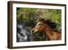 Thoroughbred 003-Bob Langrish-Framed Photographic Print