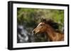 Thoroughbred 003-Bob Langrish-Framed Photographic Print