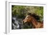 Thoroughbred 003-Bob Langrish-Framed Photographic Print