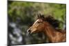 Thoroughbred 003-Bob Langrish-Mounted Photographic Print