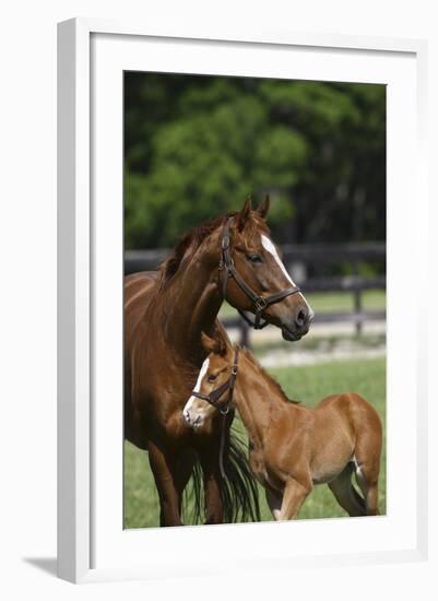 Thoroughbred 004-Bob Langrish-Framed Photographic Print