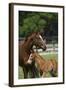 Thoroughbred 004-Bob Langrish-Framed Photographic Print