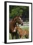 Thoroughbred 004-Bob Langrish-Framed Photographic Print