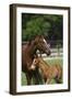 Thoroughbred 004-Bob Langrish-Framed Photographic Print