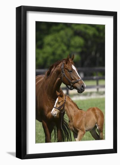 Thoroughbred 004-Bob Langrish-Framed Photographic Print