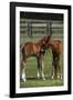 Thoroughbred 005-Bob Langrish-Framed Photographic Print