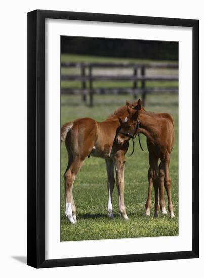 Thoroughbred 005-Bob Langrish-Framed Photographic Print