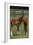 Thoroughbred 005-Bob Langrish-Framed Photographic Print