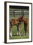 Thoroughbred 005-Bob Langrish-Framed Photographic Print