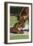 Thoroughbred 007-Bob Langrish-Framed Photographic Print