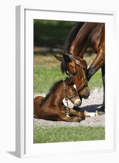 Thoroughbred 007-Bob Langrish-Framed Photographic Print