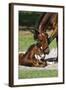 Thoroughbred 007-Bob Langrish-Framed Photographic Print