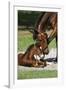 Thoroughbred 007-Bob Langrish-Framed Photographic Print