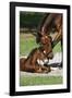 Thoroughbred 007-Bob Langrish-Framed Photographic Print