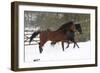 Thoroughbred 010-Bob Langrish-Framed Photographic Print