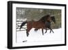 Thoroughbred 010-Bob Langrish-Framed Photographic Print