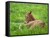Thoroughbred Foal Lying in Grass, Donamire Horse Farm, Lexington, Kentucky, Usa-Adam Jones-Framed Stretched Canvas