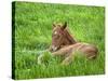 Thoroughbred Foal Lying in Grass, Donamire Horse Farm, Lexington, Kentucky, Usa-Adam Jones-Stretched Canvas