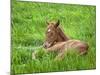 Thoroughbred Foal Lying in Grass, Donamire Horse Farm, Lexington, Kentucky, Usa-Adam Jones-Mounted Photographic Print