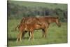 Thoroughbred Horse and Colt-DLILLC-Stretched Canvas
