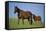 Thoroughbred Horse and Colt-DLILLC-Framed Stretched Canvas